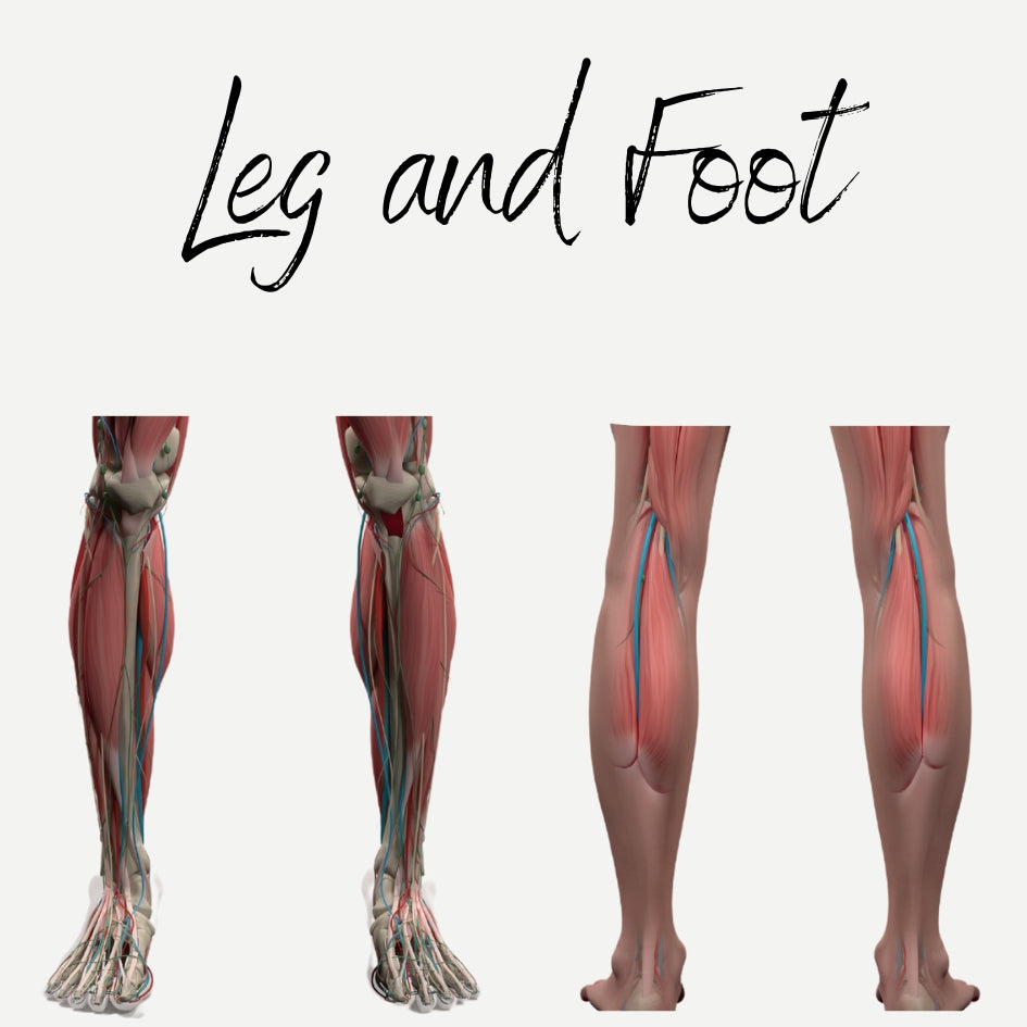 EHW Audio Leg and Foot Muscles Audio