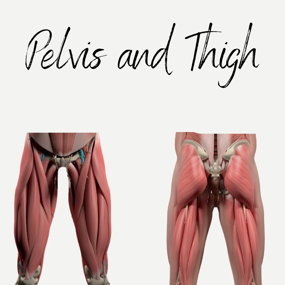 EHW Audio Pelvis and Thigh Muscles Audio