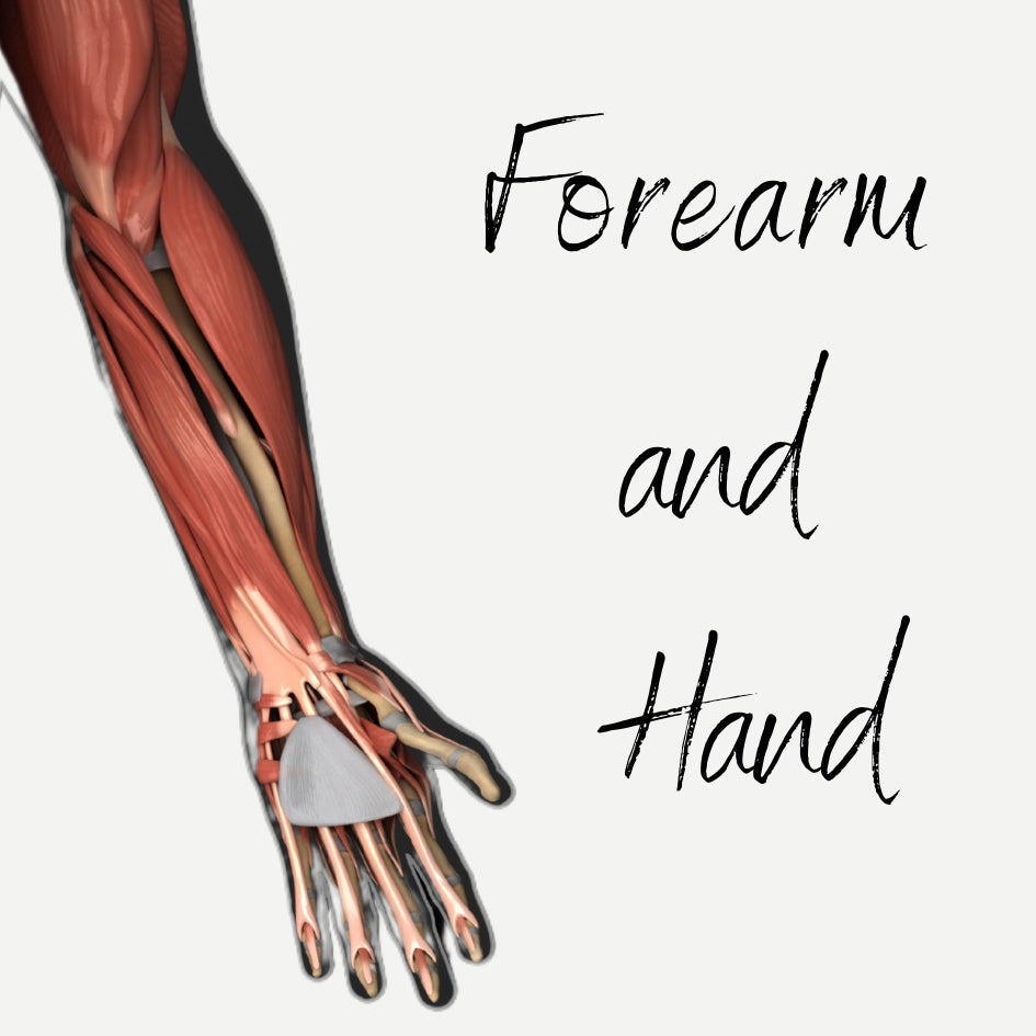 EHW simple, downloadable, virtual, audio Forearm and Hand Muscles Audio