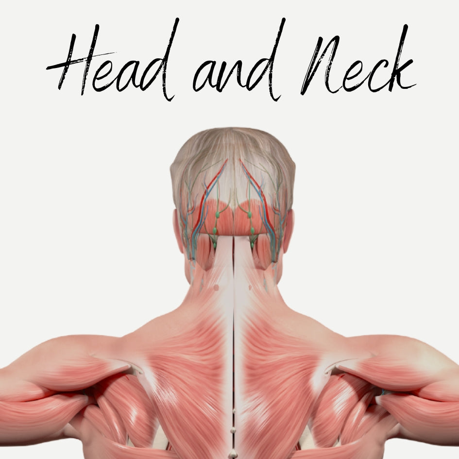 EHW simple, downloadable, virtual Head and Neck Muscles Audio
