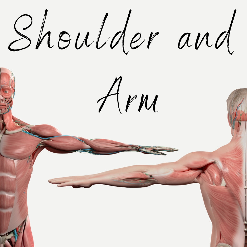 EHW simple, downloadable, virtual Shoulder and Arm Muscles Audio