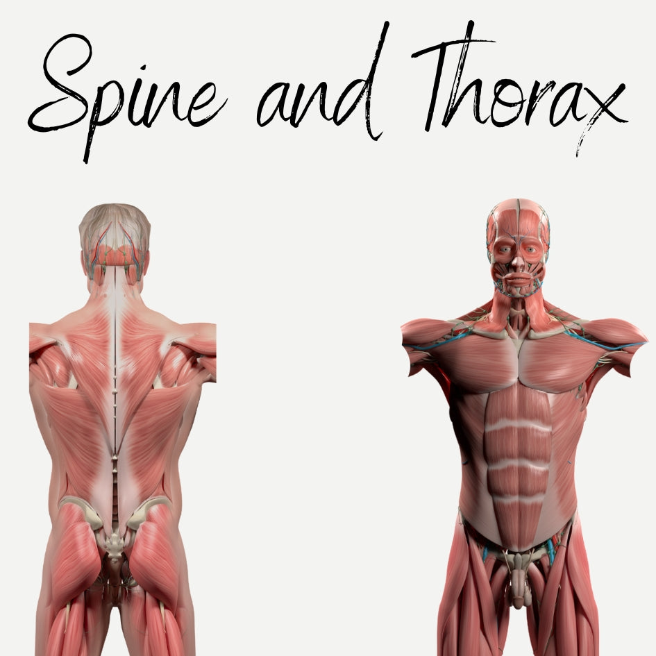 EHW simple, downloadable, virtual Spine and Thorax Muscles Audio